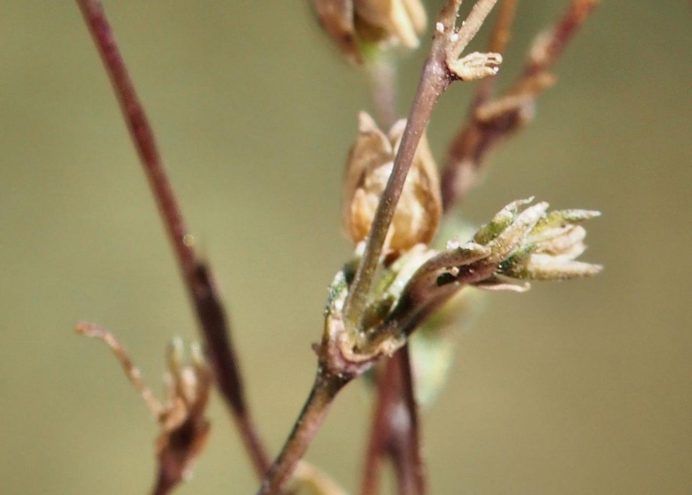 Pearlwort, Common leaf